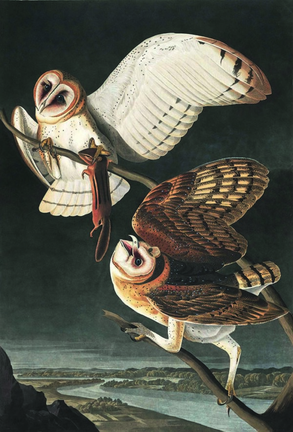 Birdland