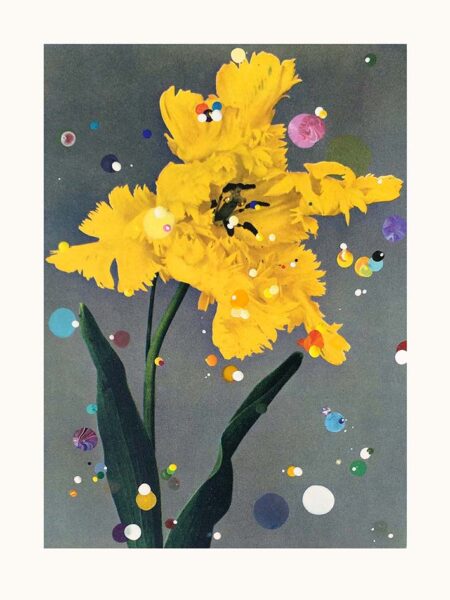 It will give you more (Tulip)