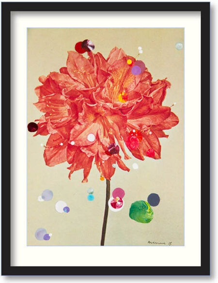 While chasing the clouds away (Azalea) – ingelijst
